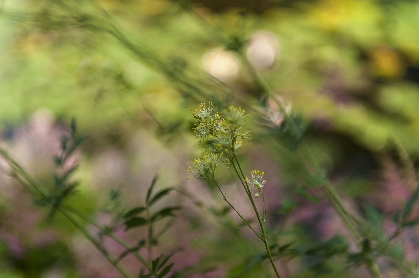 Fleurs Fleurs