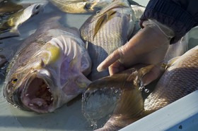 Marché aux poissons