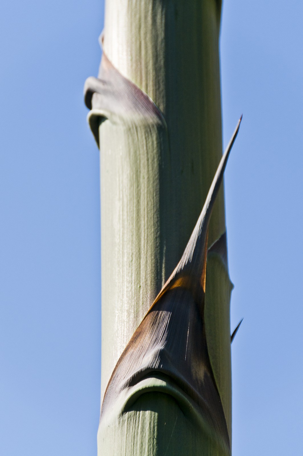 Agave Agave