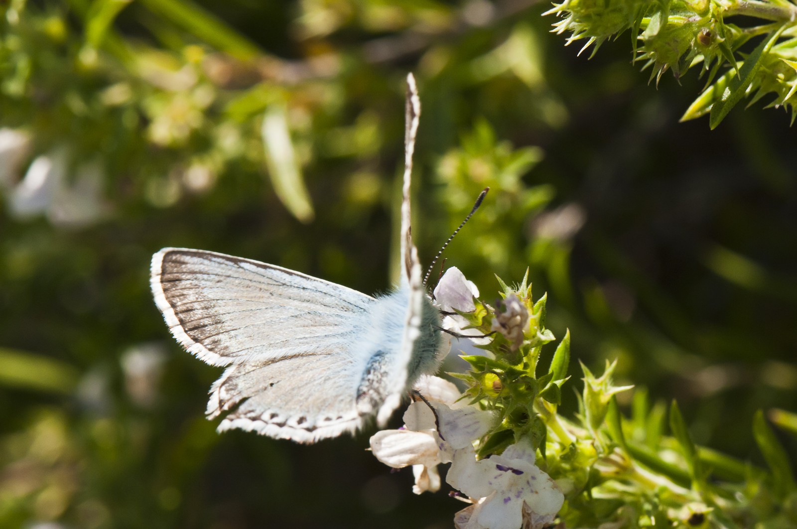 Papillon (Azuré)