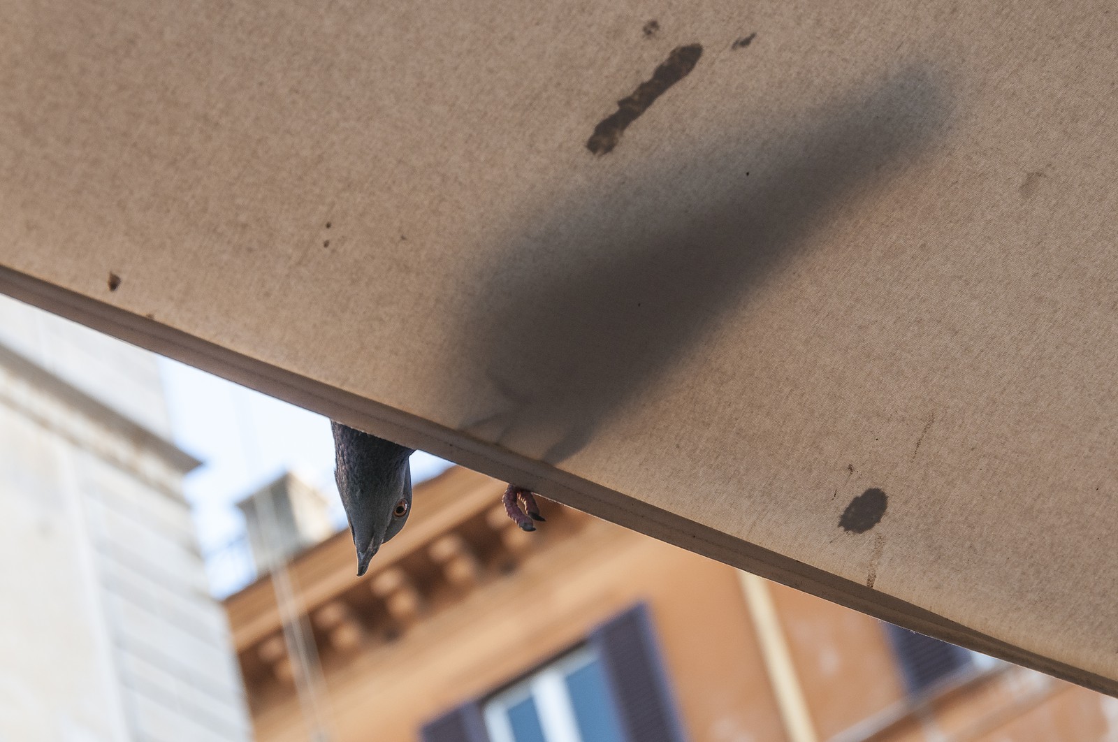 Le pigeon curieux