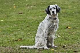 Setter anglais