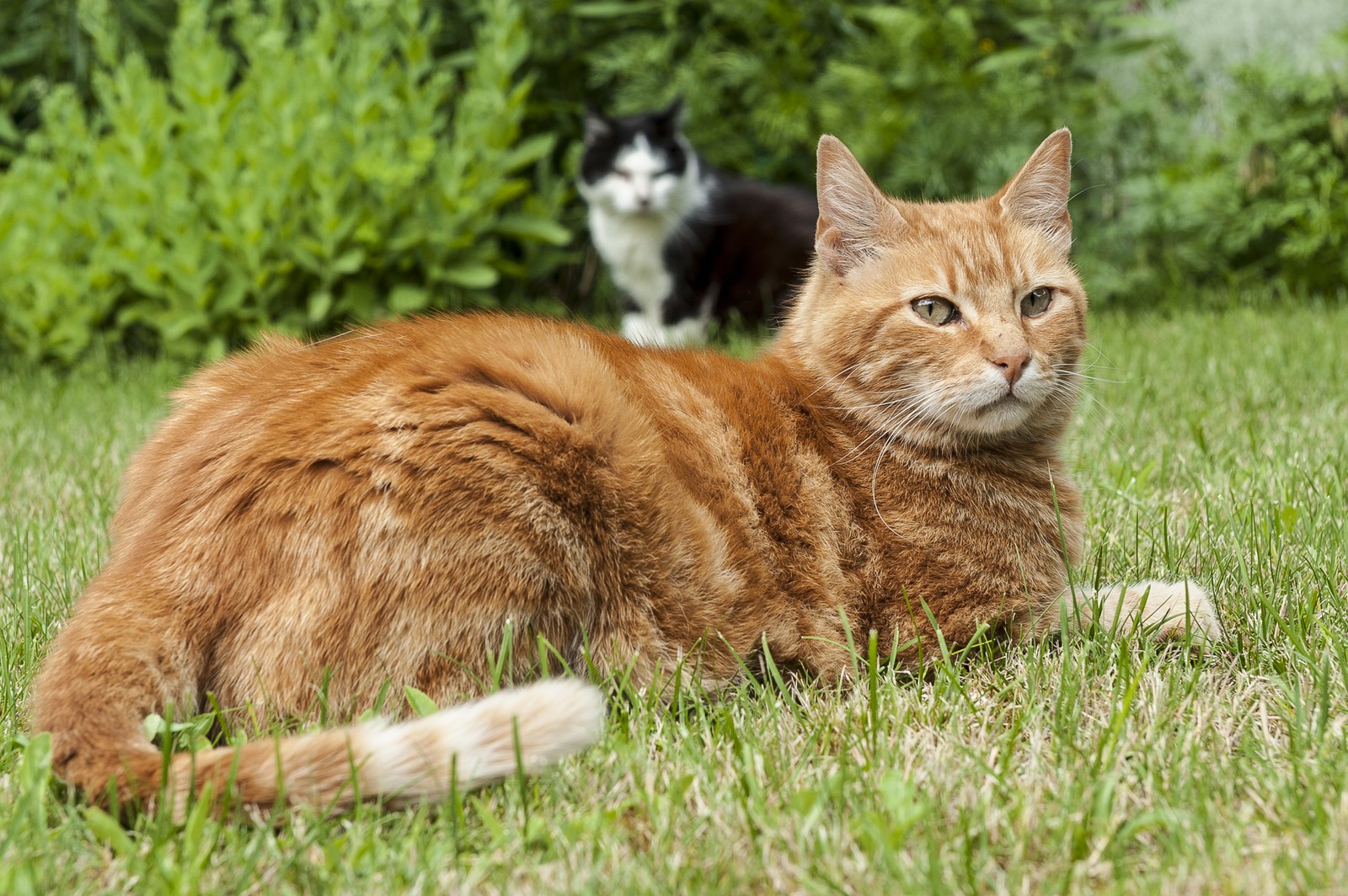 Chat roux