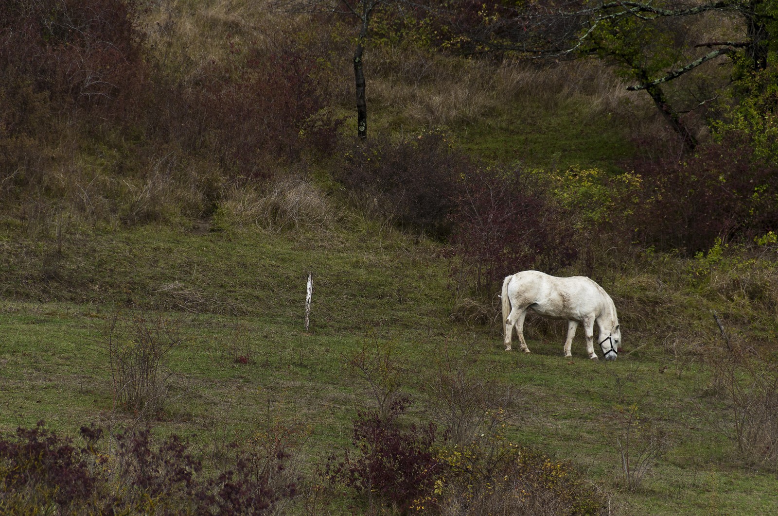 Cheval