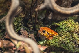 Grenouille tomate