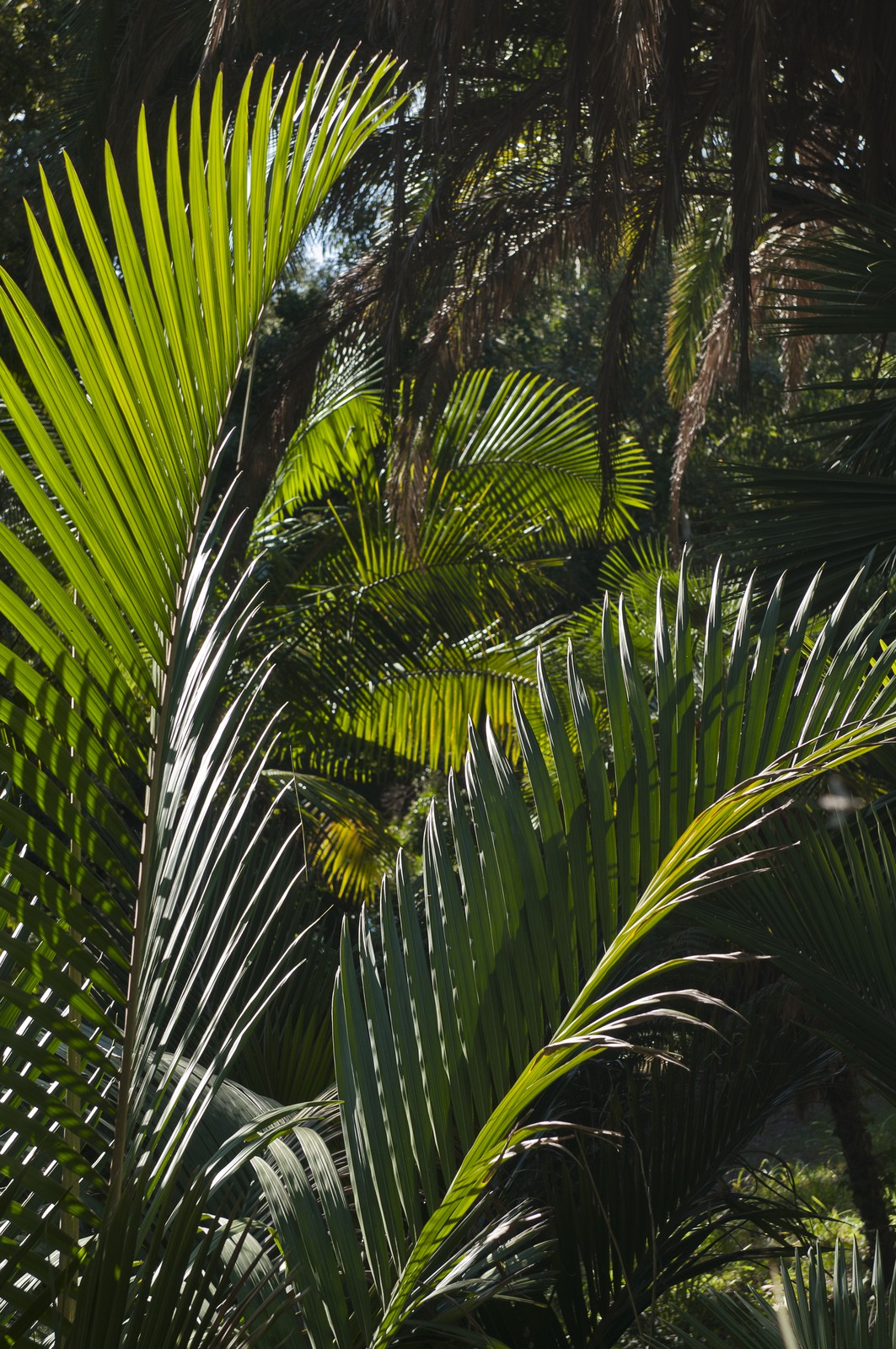 Palmiers nikau Palmiers nikau
