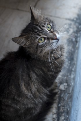 Le regard du chat