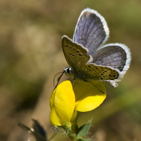 Papillon (Azuré)