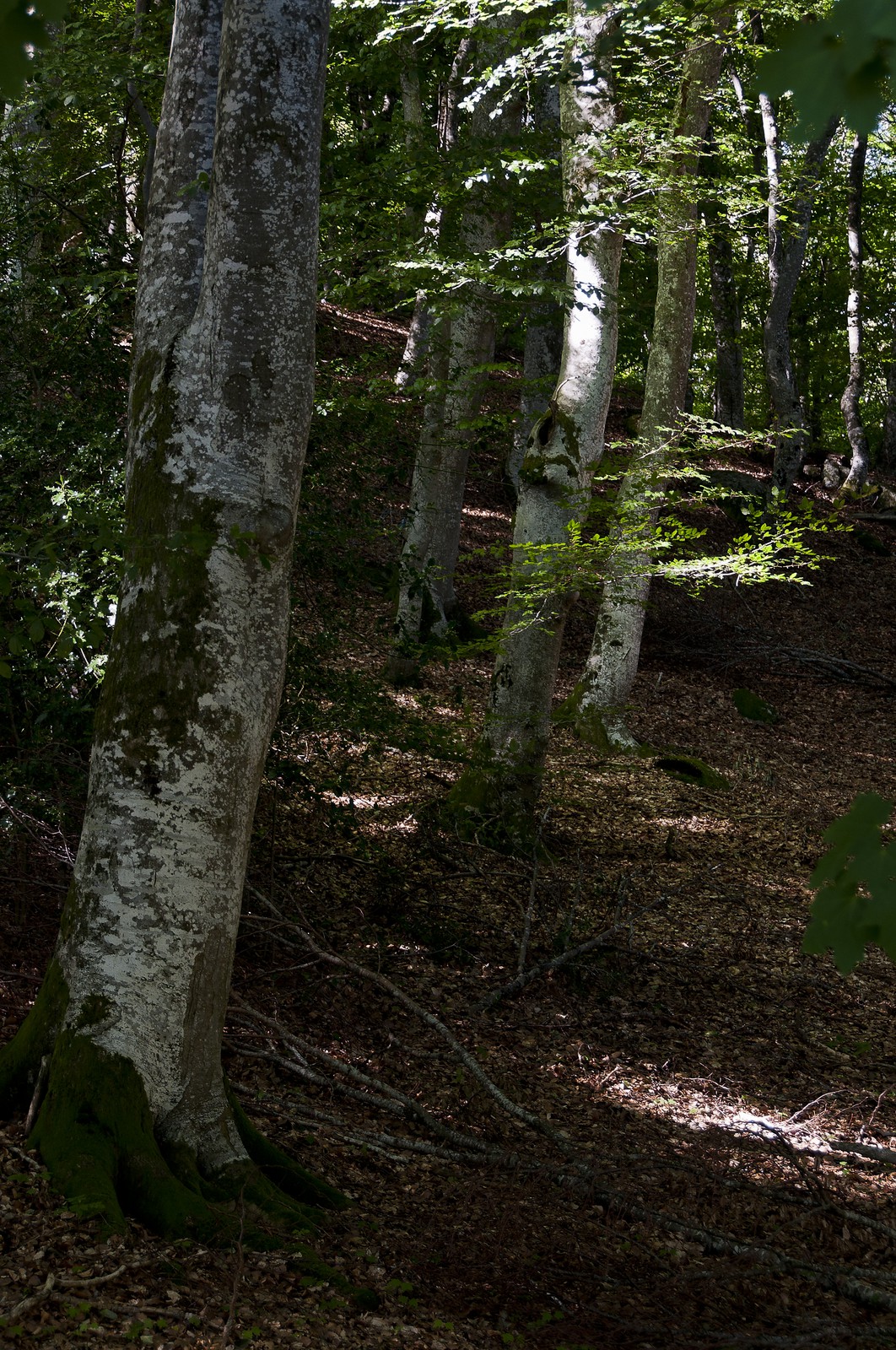 Sous-bois Sous-bois