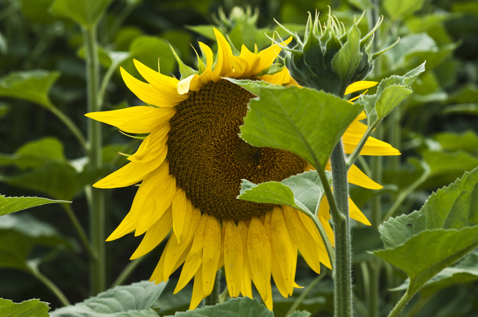 Fleur de tournesol Fleur de tournesol