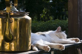 Sieste
