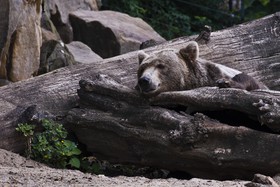 Ours brun