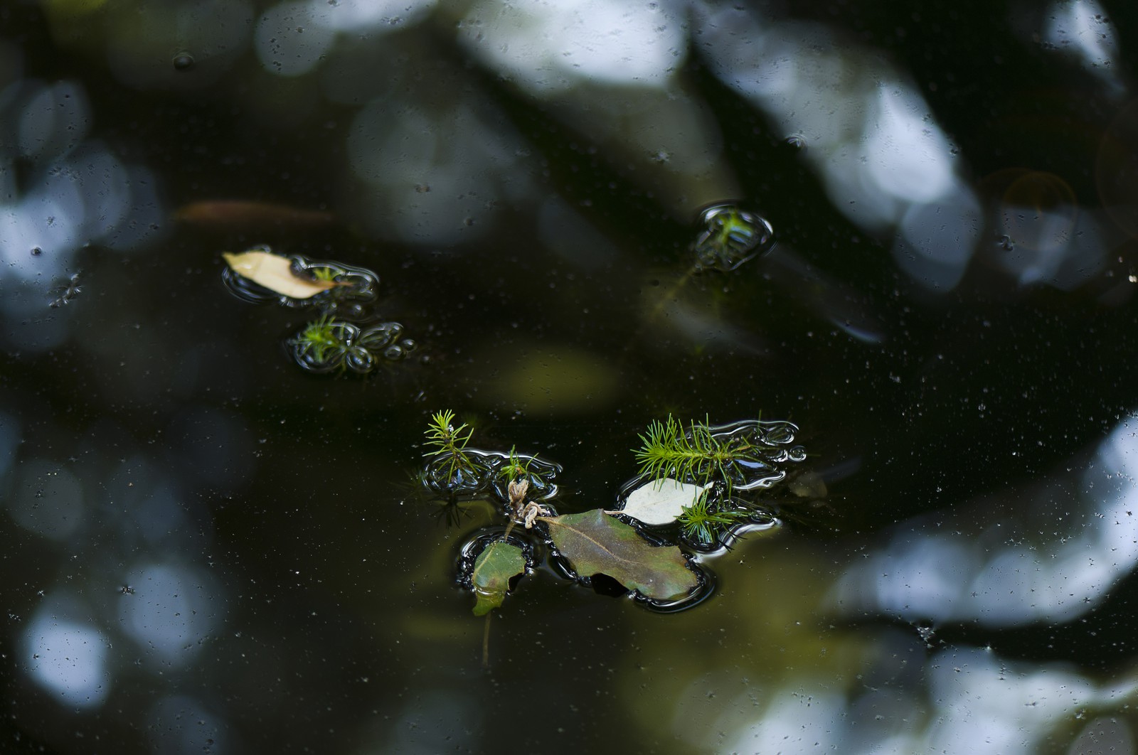 Plante dans un bassin Plante dans un bassin