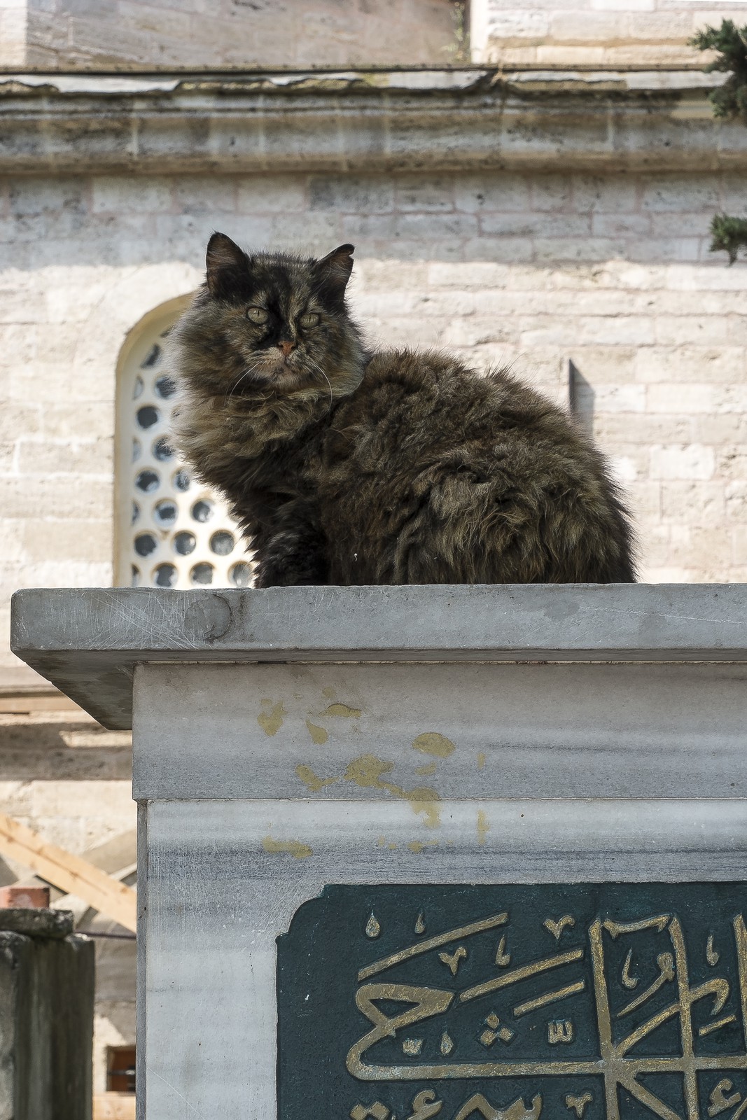 Chat perché Chat perché