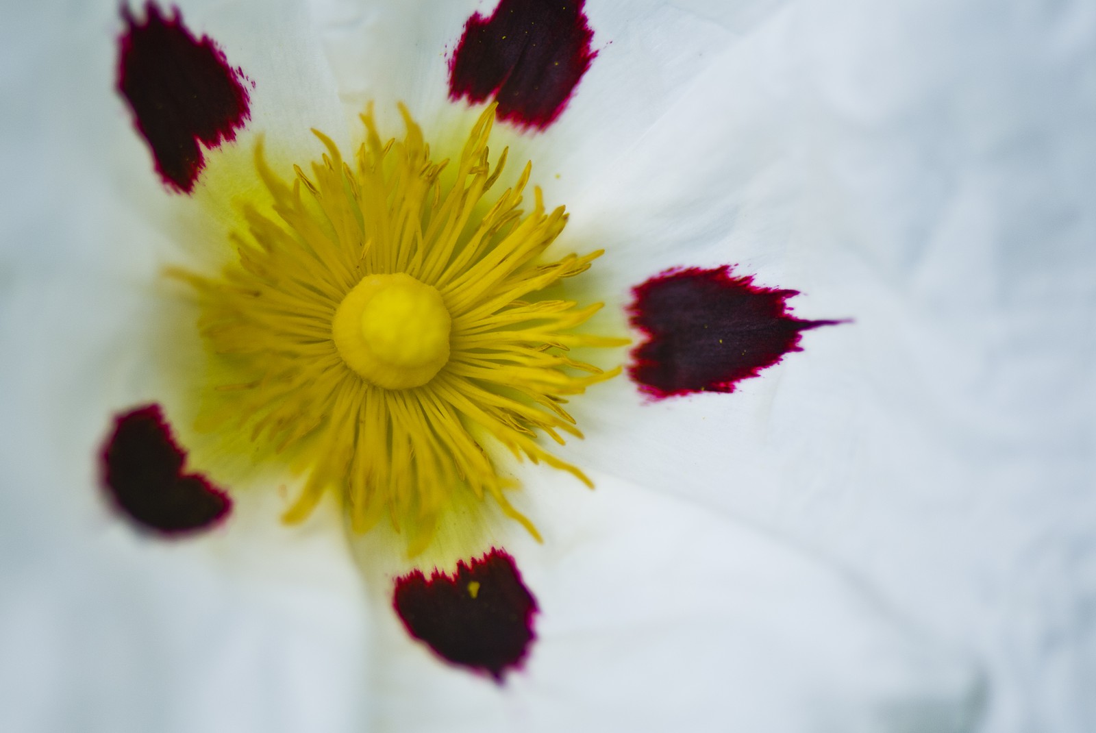 Fleur blanche et jaune Fleur blanche et jaune