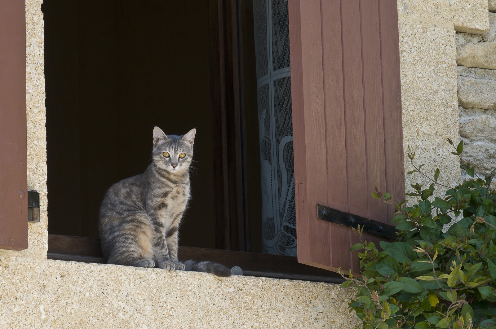 Chat