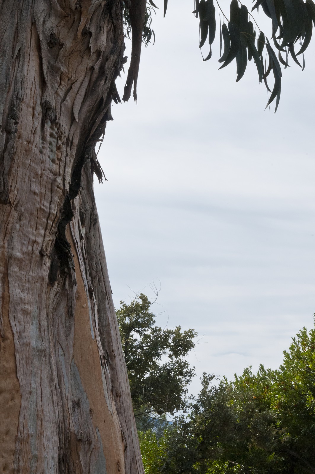 Eucalyptus Eucalyptus