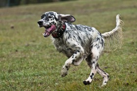 Setter anglais