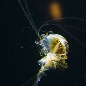 Méduse