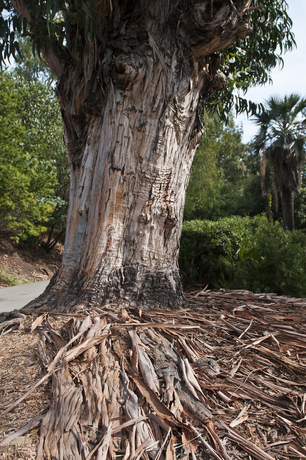 Eucalyptus Eucalyptus