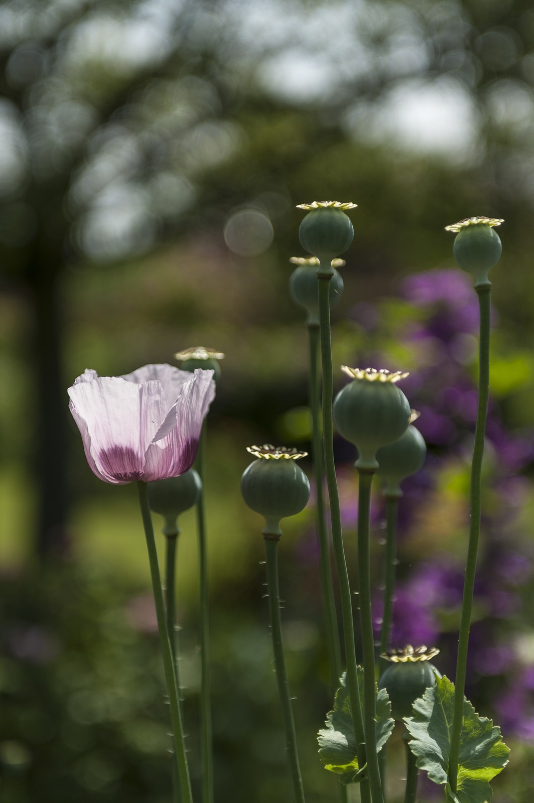 Fleurs Fleurs