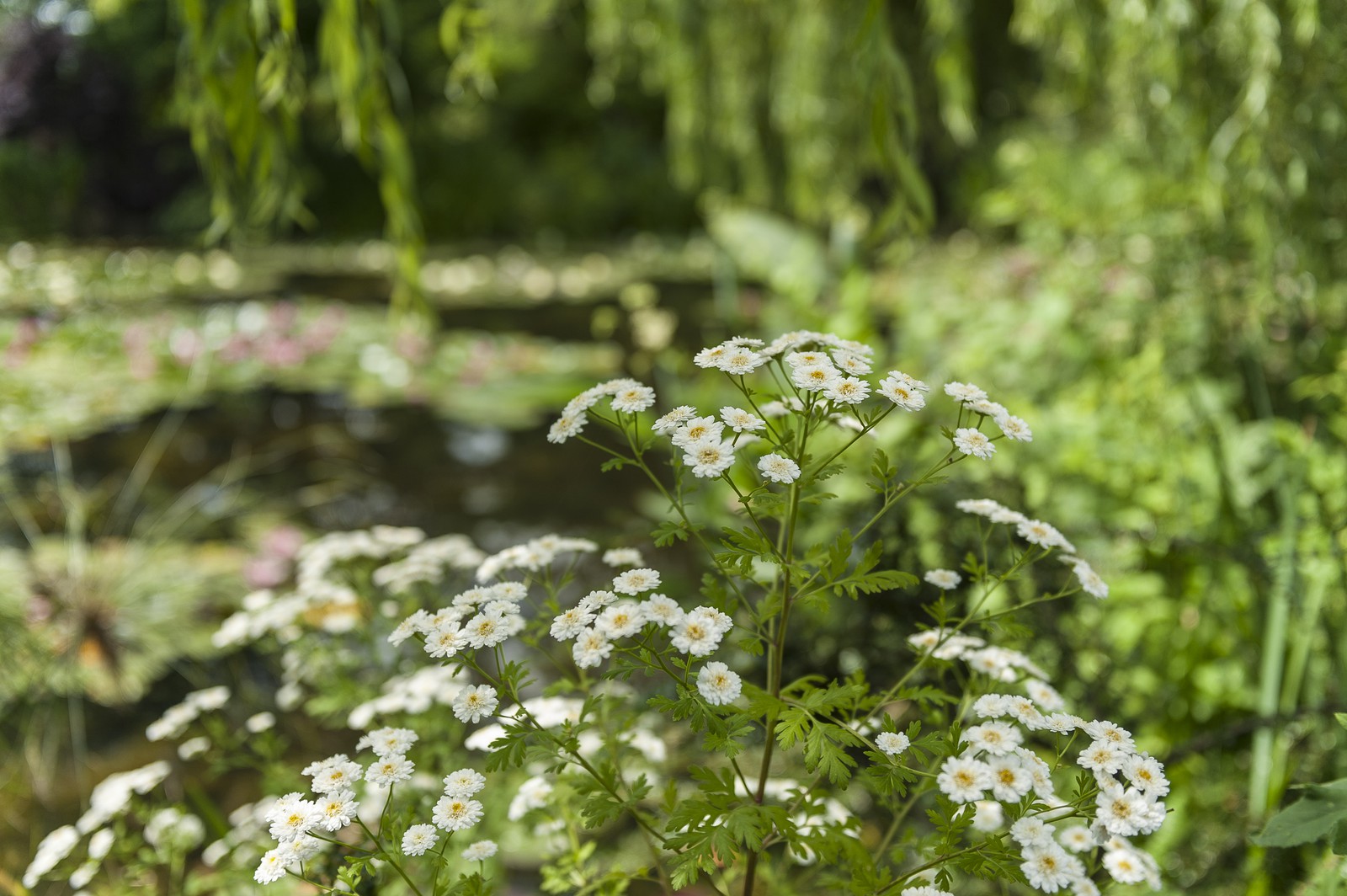 Fleurs Fleurs