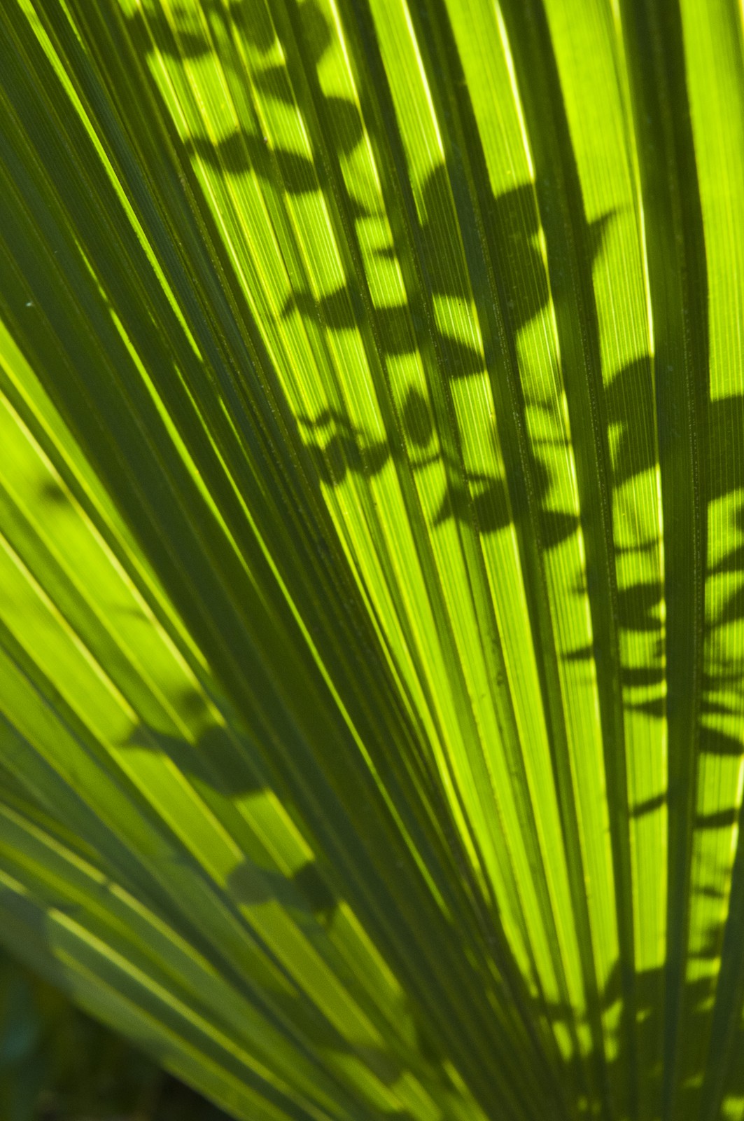 Feuilles à contre-jour Feuilles à contre-jour
