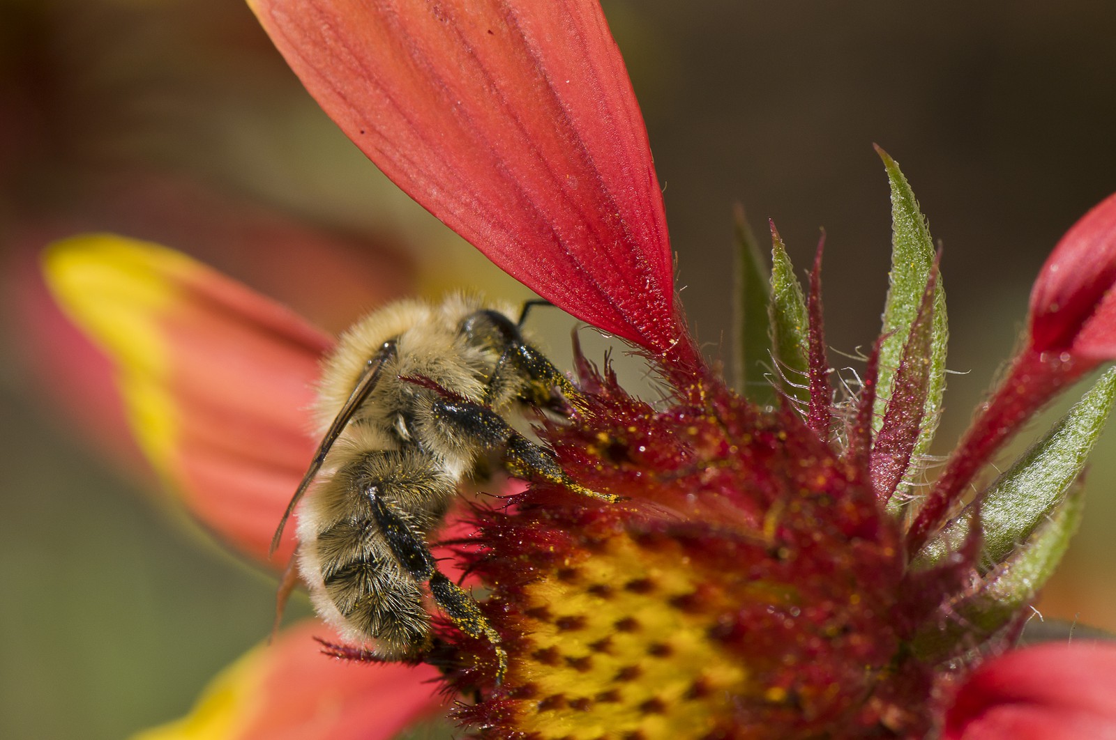 Abeille butinant