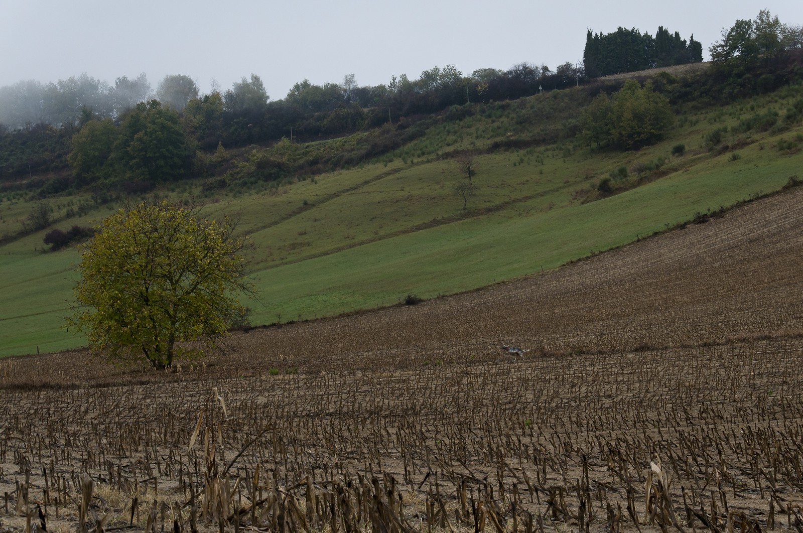 Paysage en Ariège