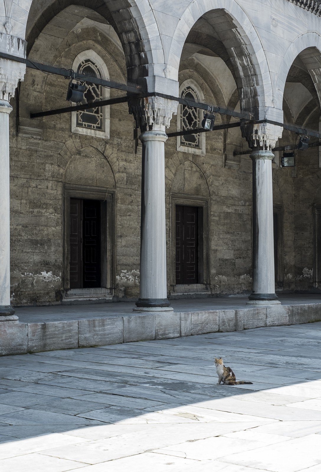 Le chat dans la mosquée Le chat dans la mosquée