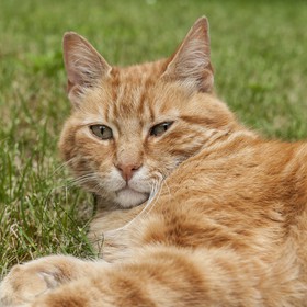 Chat roux