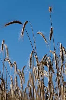 Epis de blé
