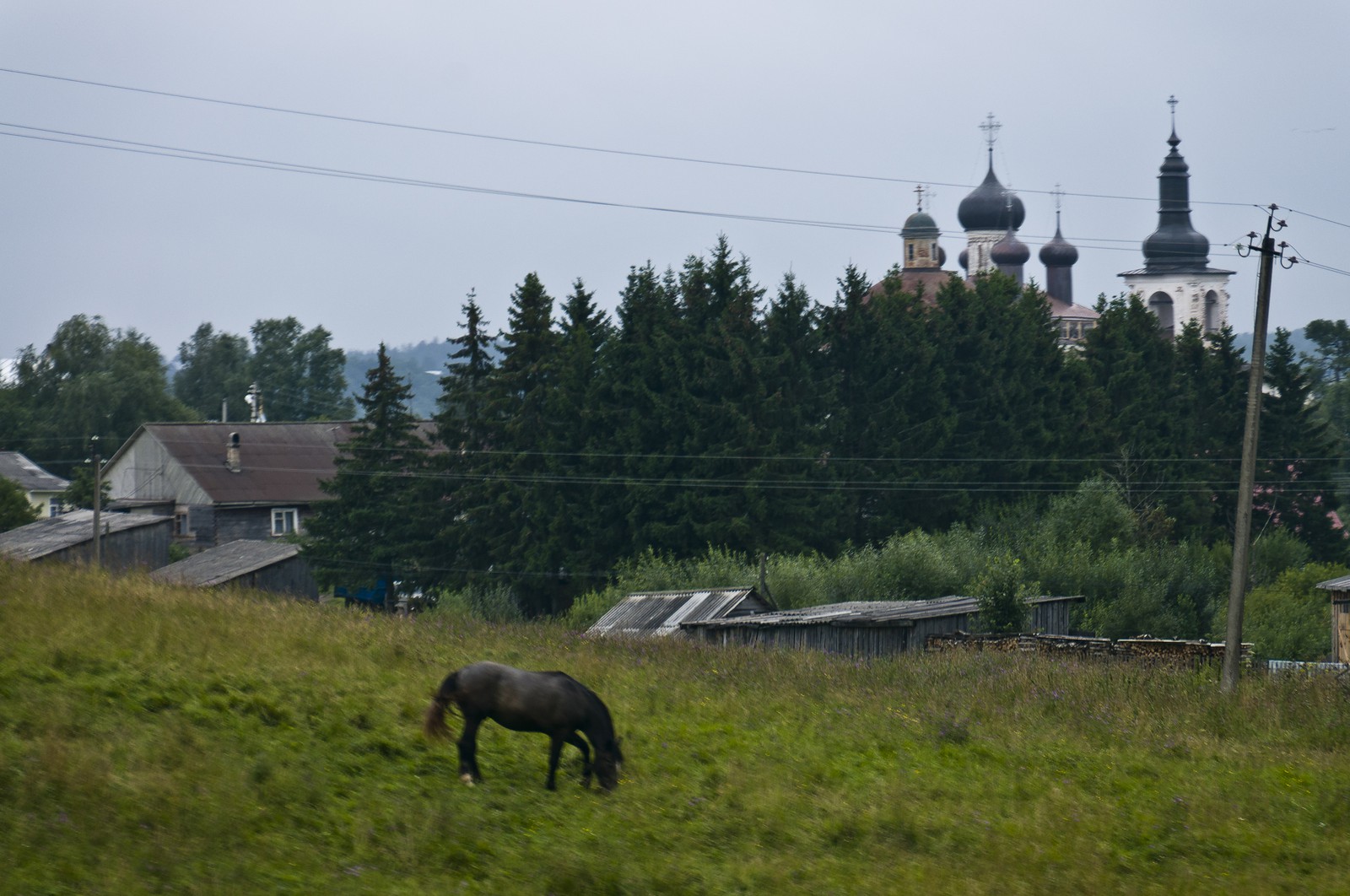 Cheval dans un pré