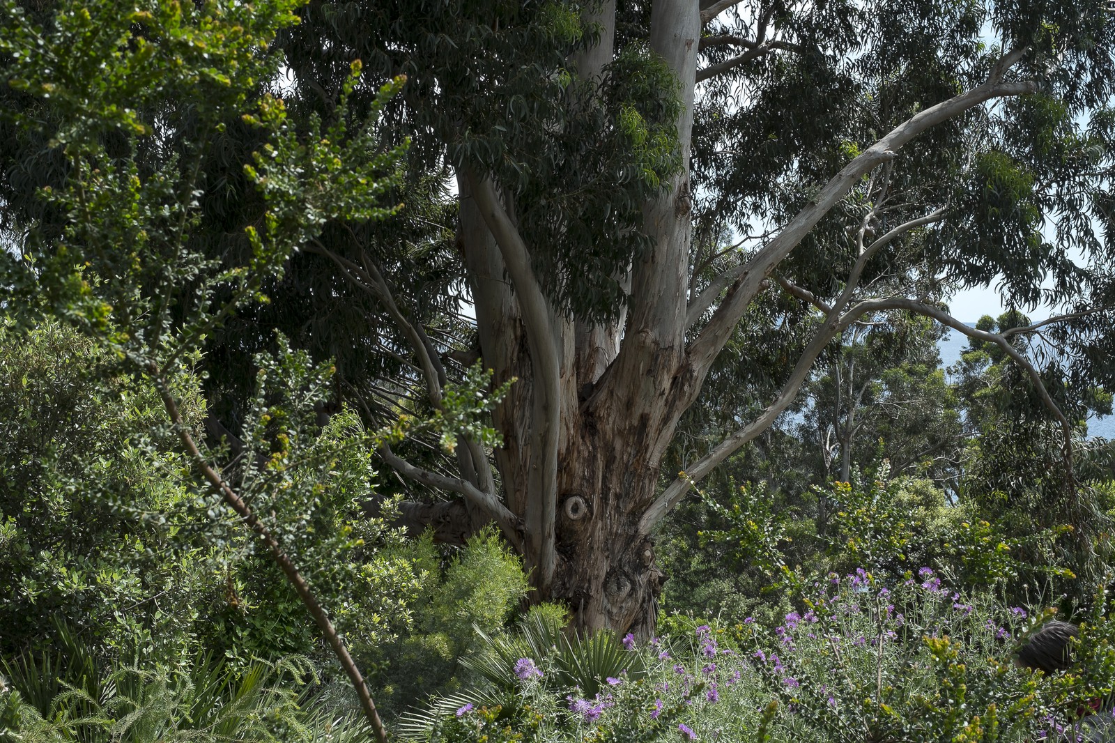 Jardin des Méditerranées Jardin des Méditerranées
