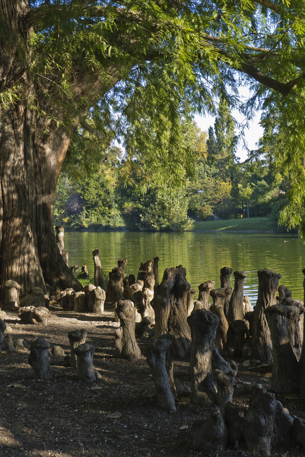 Cyprès de Louisiane Cyprès de Louisiane