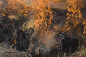 Feu de lavande
