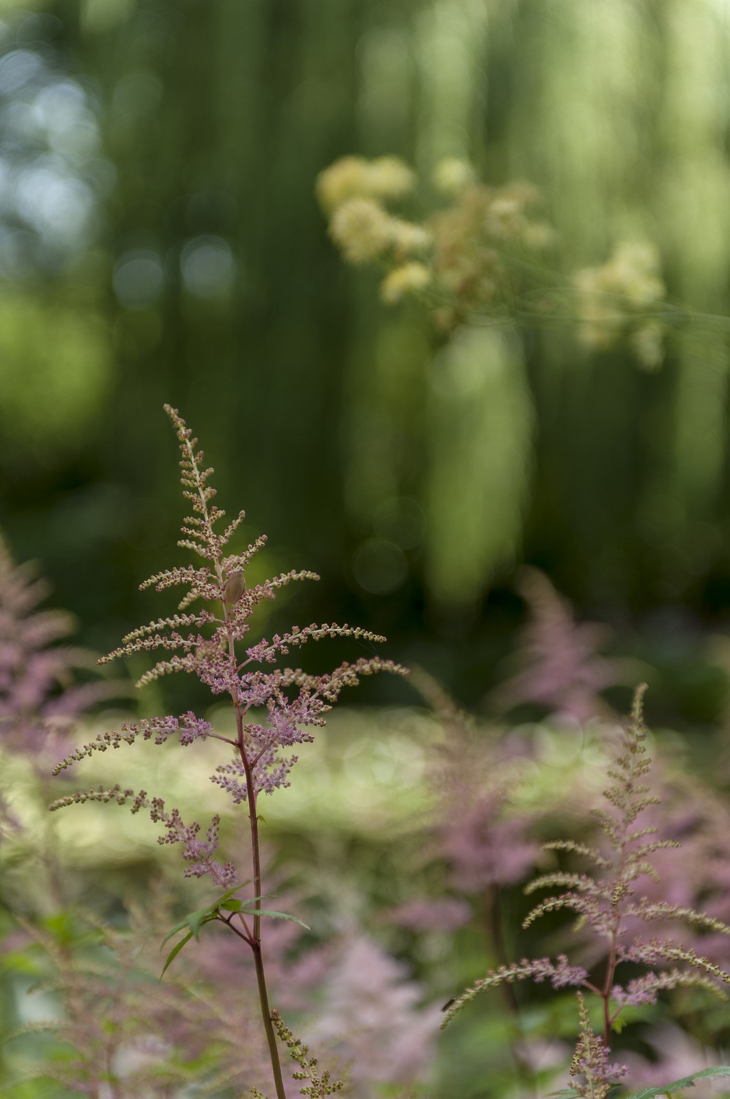 Fleurs Fleurs