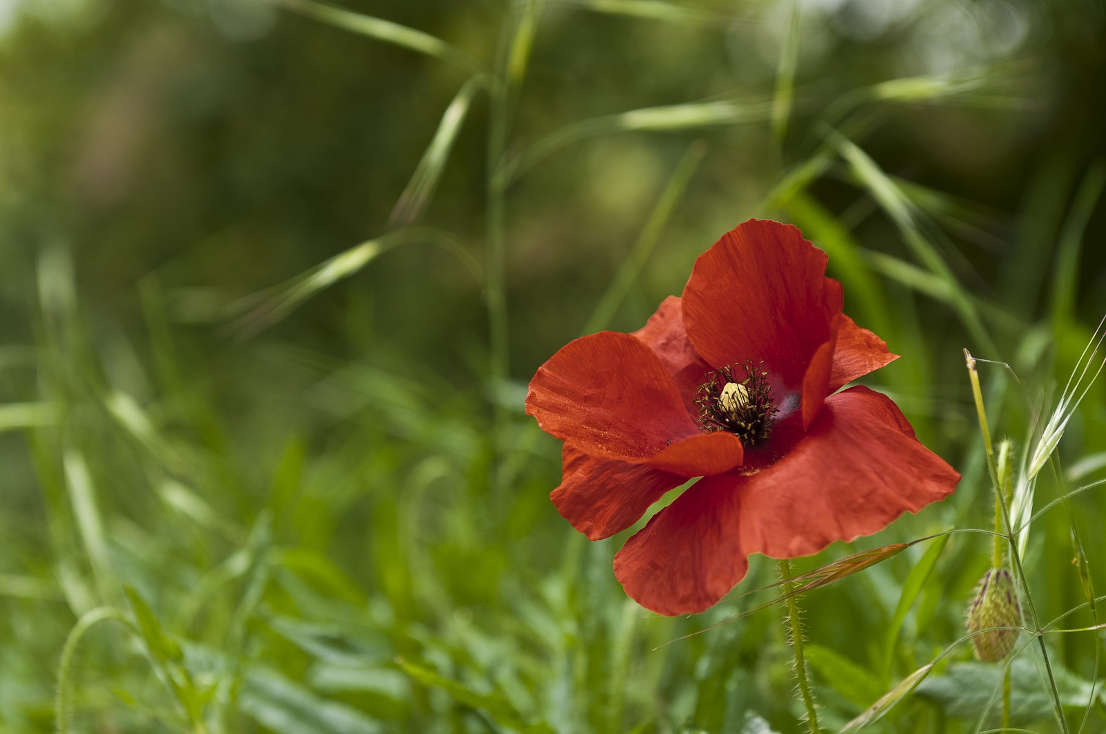 Poppy flower on a background of meadow. Poppy flower on a background of meadow.