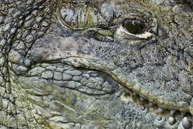 Åíil de crocodile