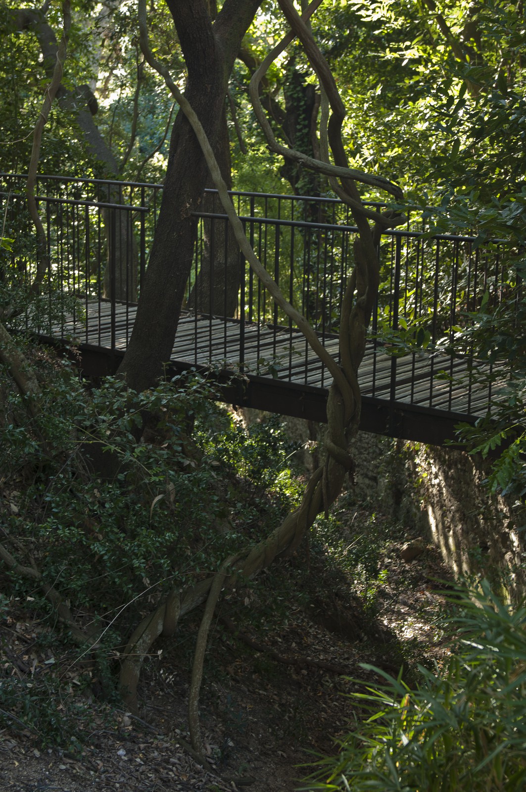 Pont dans un sous-bois Pont dans un sous-bois