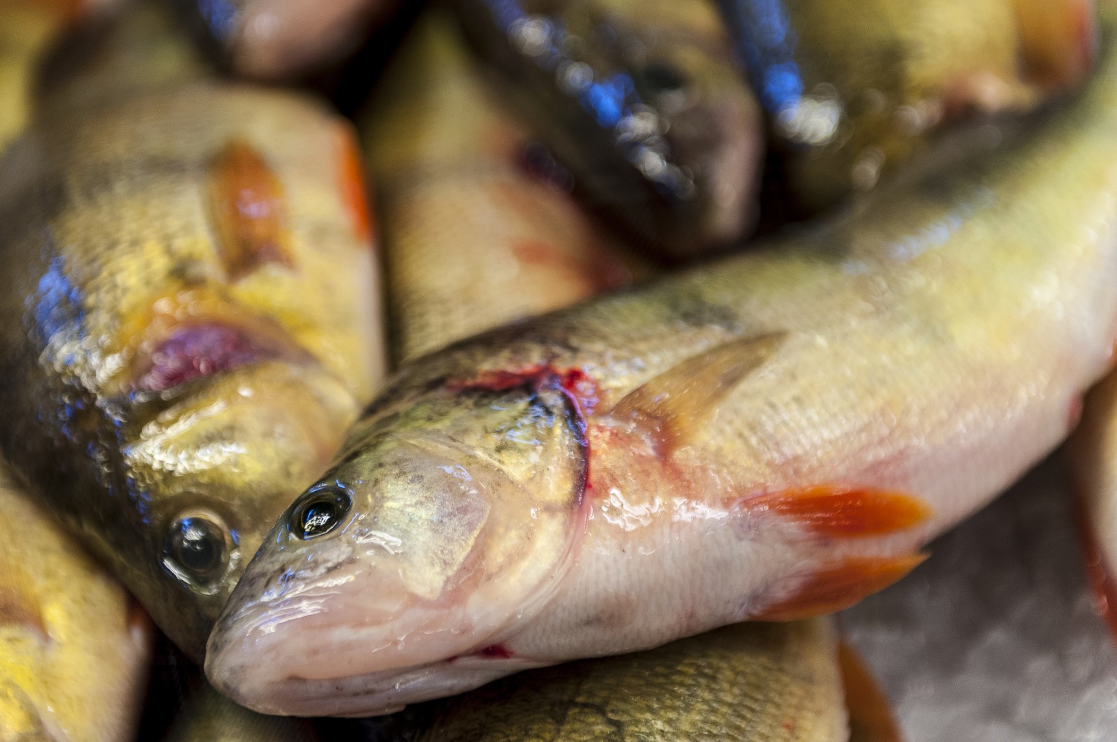 Poissons