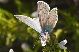 Papillon (Azuré)
