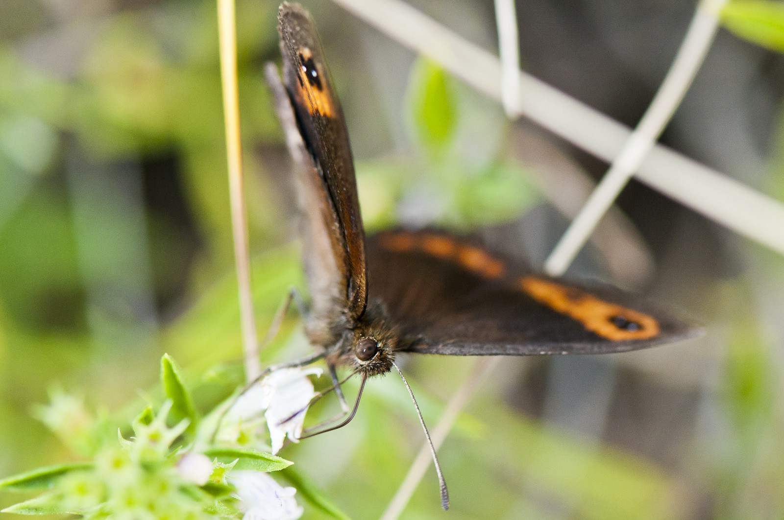 Papillon