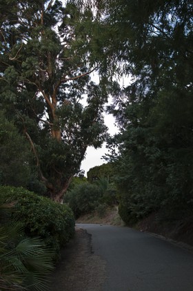 Eucalyptus