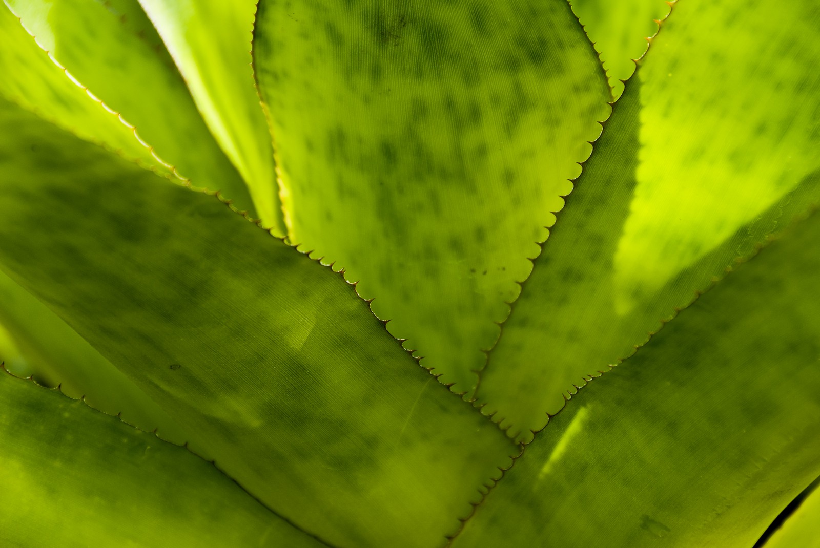 Cactus Cactus