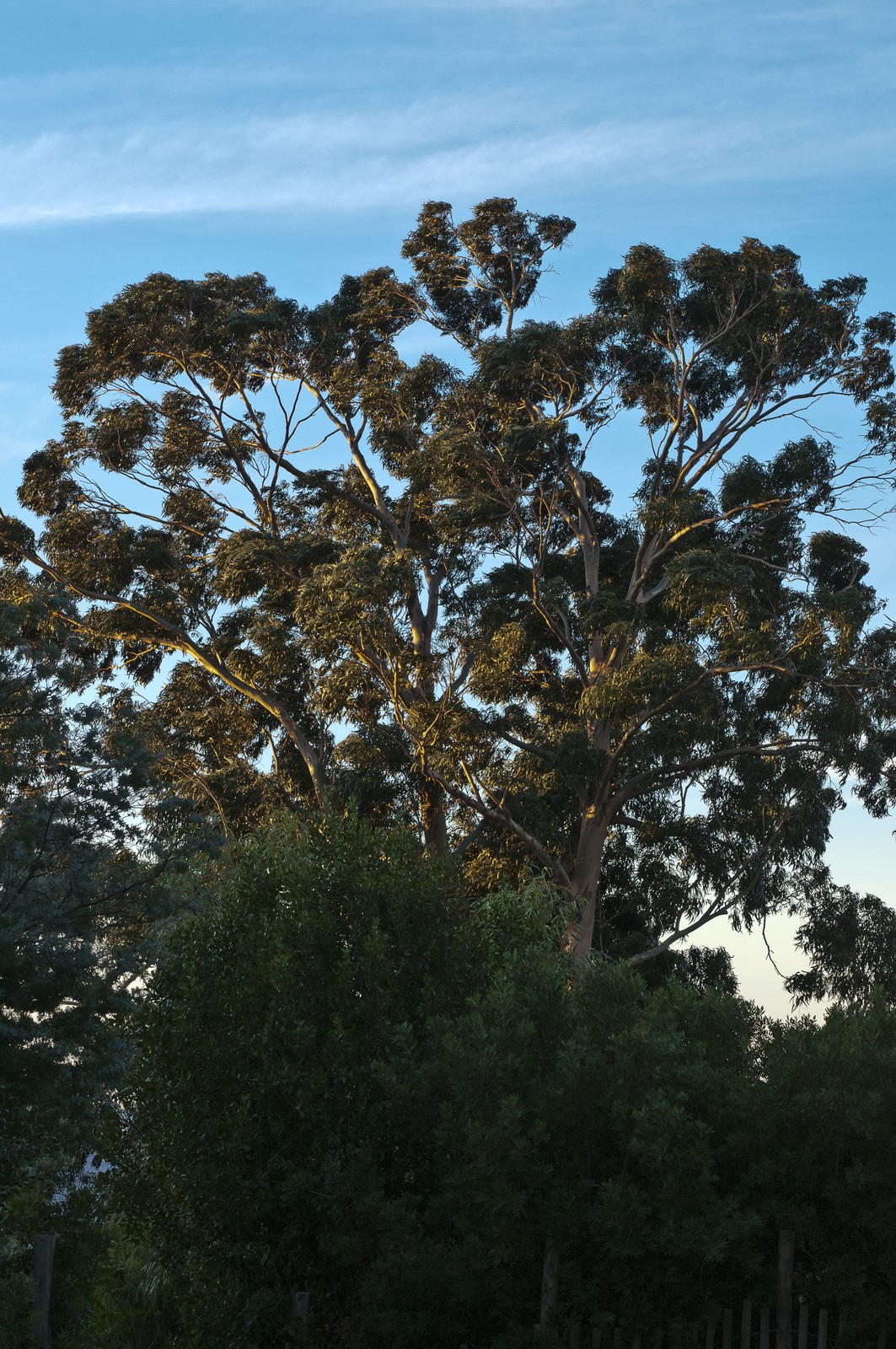 Eucalyptus Eucalyptus