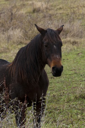 Cheval
