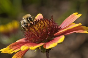 Abeille butinant