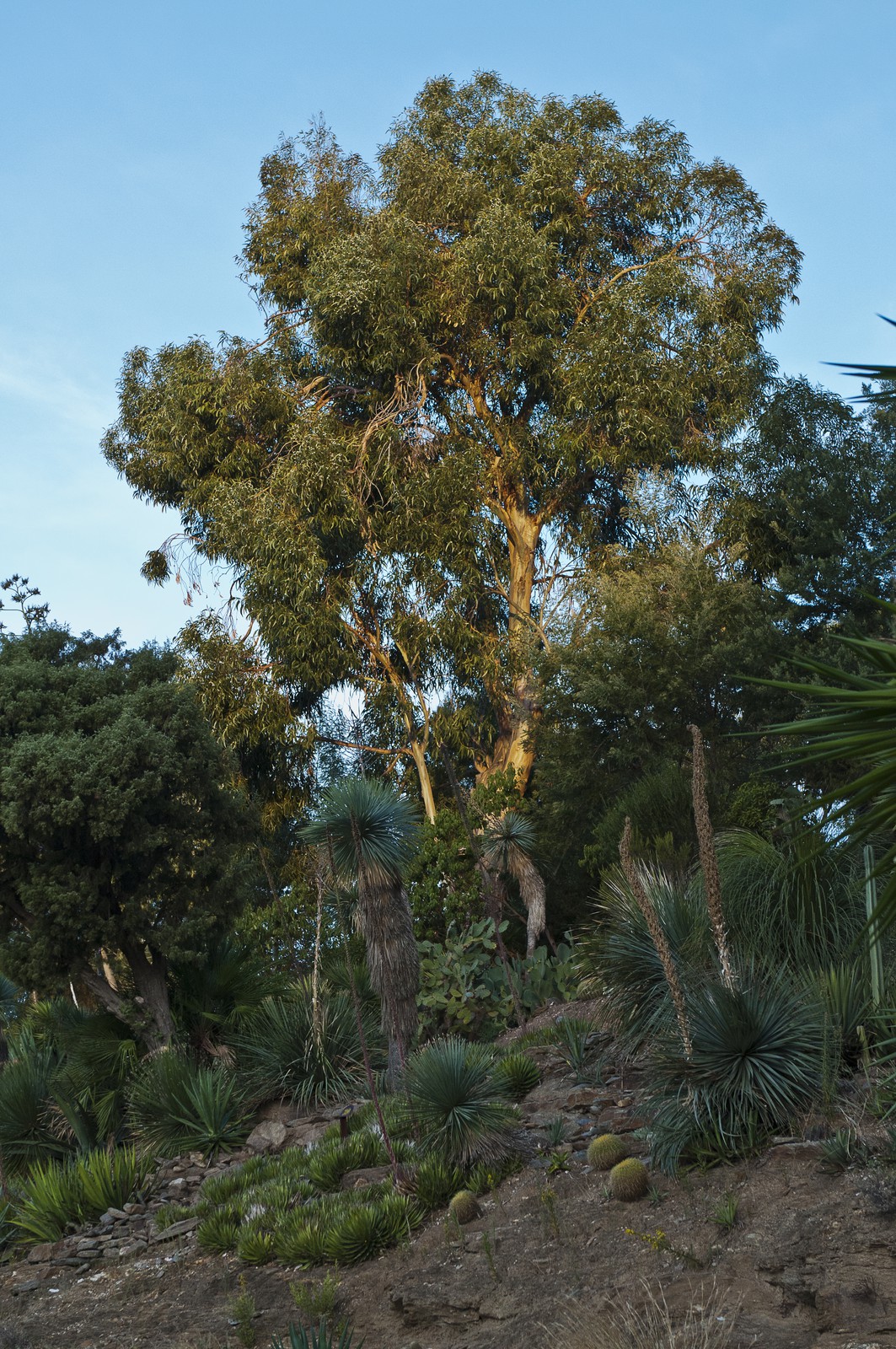 Eucalyptus Eucalyptus