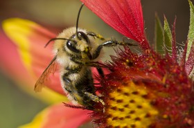 Abeille butinant